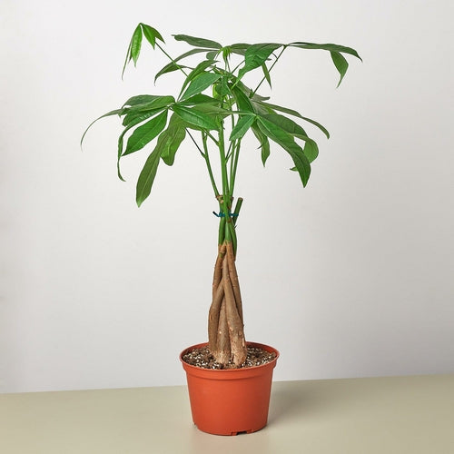 Money Tree 'Guiana Chestnut' Pachira Braid