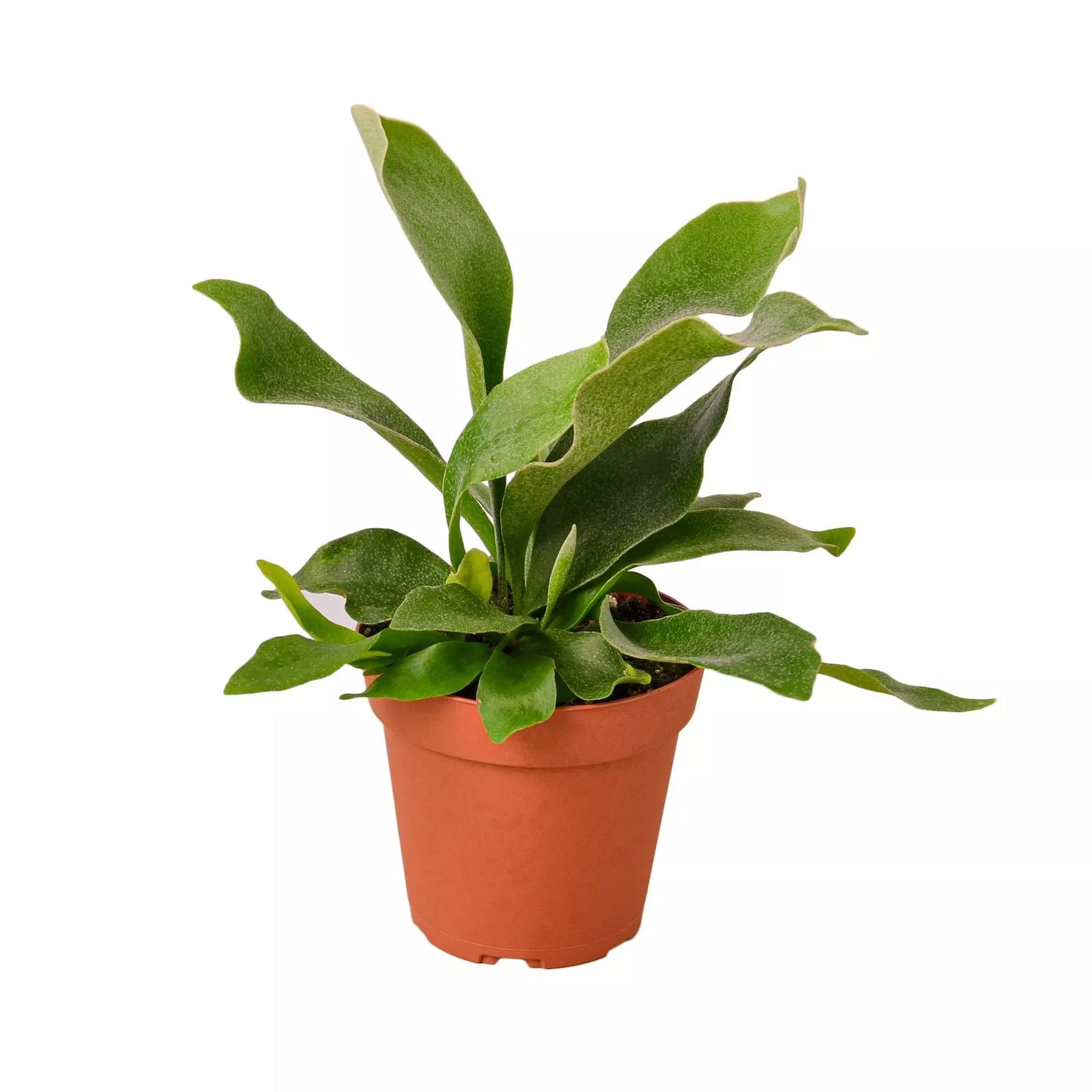 Staghorn Fern