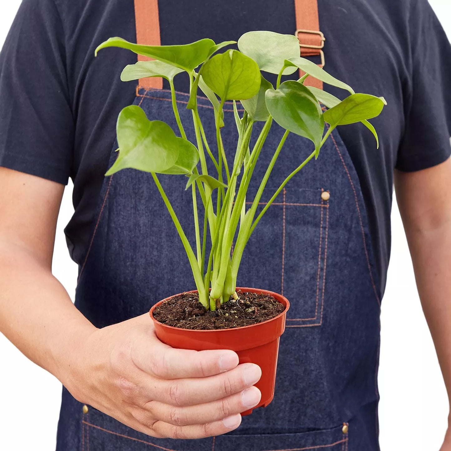 Philodendron Monstera Split-Leaf