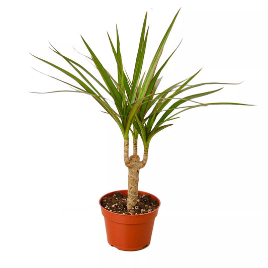 Dracaena Marginata Cane