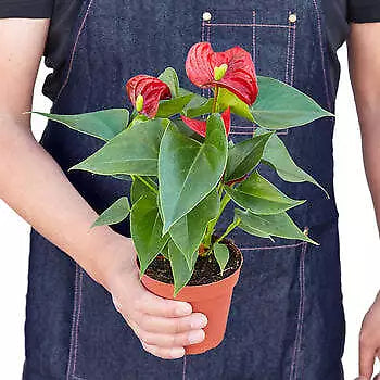 Anthurium 'Red'